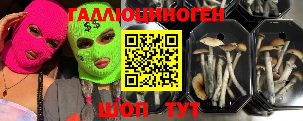 Бошки Шишки Губкин